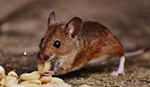 pest-prevention-and-exclusion-services Experts in Snydertown